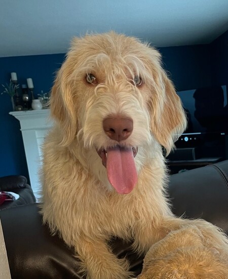 Entry image for Cooper Pup. Clicking this image will show a larger photo