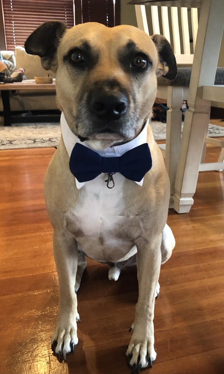 Entry image for Bruno. Clicking this image will show a larger photo