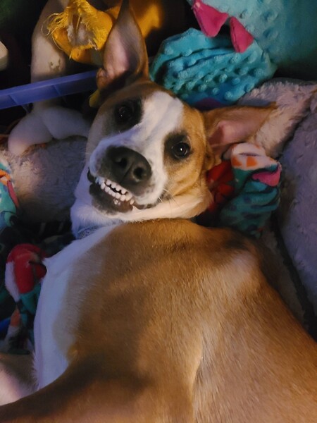 Entry image for Torvi. Clicking this image will show a larger photo