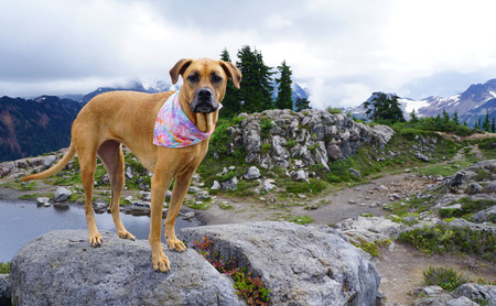 Entry image for Wiggles. Clicking this image will show a larger photo