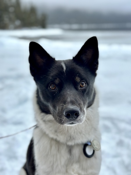 Entry image for Ziggy. Clicking this image will show a larger photo