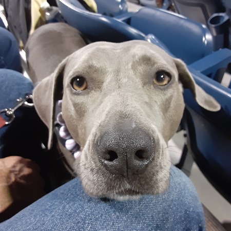 Entry image for Rose. Clicking this image will show a larger photo