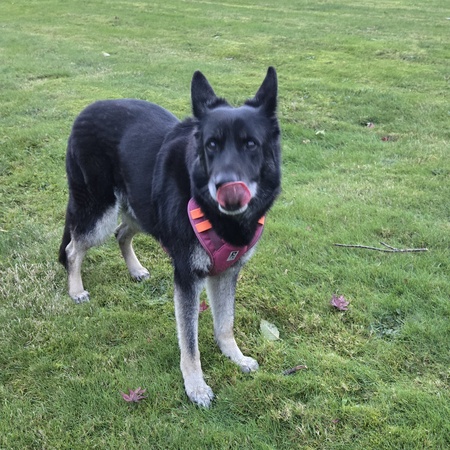 Entry image for Jazz. Clicking this image will show a larger photo