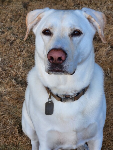 Entry image for Magnus . Clicking this image will show a larger photo