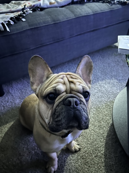 Entry image for Toby. Clicking this image will show a larger photo