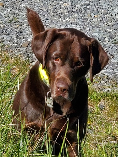 Entry image for Guinness aka Curious George. Clicking this image will show a larger photo