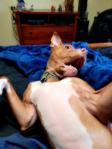 Entry image for Jake formerly known as Magic. Clicking this image will show a larger photo