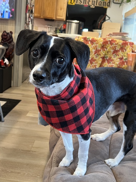 Entry image for Porter. Clicking this image will show a larger photo