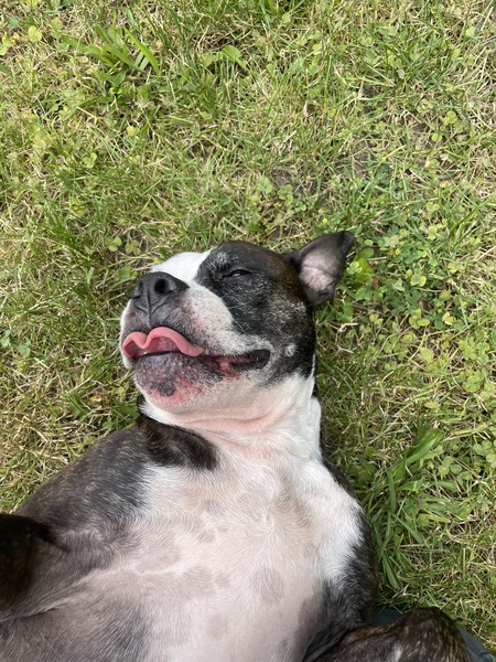 Entry image for Dagger. Clicking this image will show a larger photo