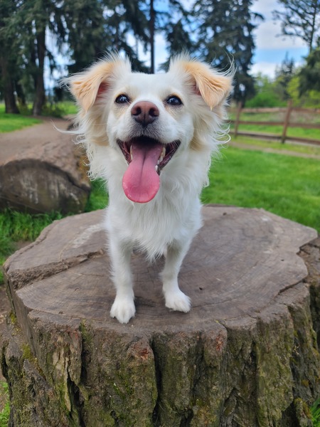 Entry image for Jasper. Clicking this image will show a larger photo