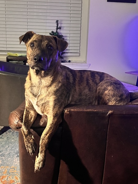 Entry image for Teddy, or Mr Ted. Clicking this image will show a larger photo