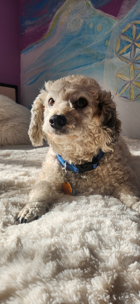 Entry image for Ollie. Clicking this image will show a larger photo