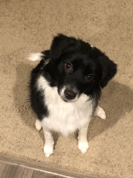 Entry image for Phoebe. Clicking this image will show a larger photo