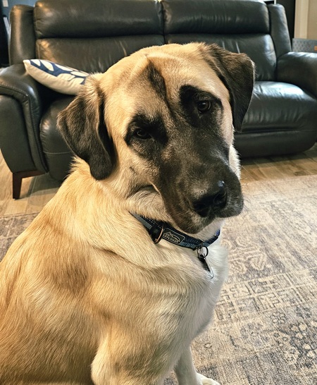 Entry image for Rocky. Clicking this image will show a larger photo