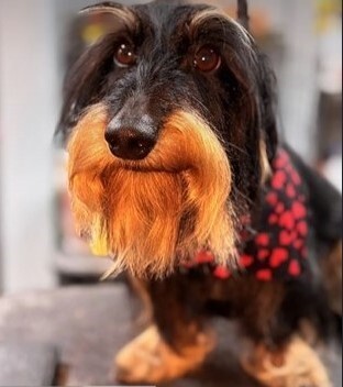 Entry image for Felix. Clicking this image will show a larger photo