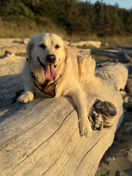 Entry image for Harley. Clicking this image will show a larger photo