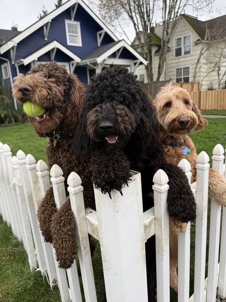 Entry image for Lucy, Mazey and Marlow. Clicking this image will show a larger photo