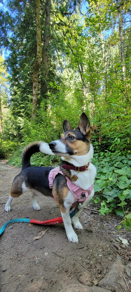 Entry image for Annie . Clicking this image will show a larger photo