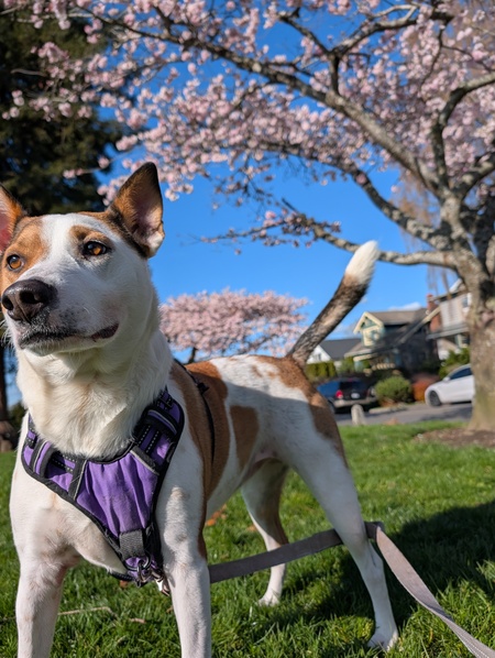 Entry image for Penelope Pickle Pants aka Penny. Clicking this image will show a larger photo