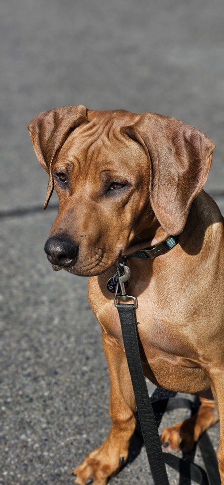 Entry image for Sinbad. Clicking this image will show a larger photo