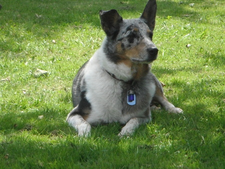 Entry image for Trixie Anne. Clicking this image will show a larger photo