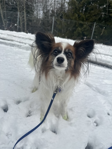 Entry image for Sadie. Clicking this image will show a larger photo