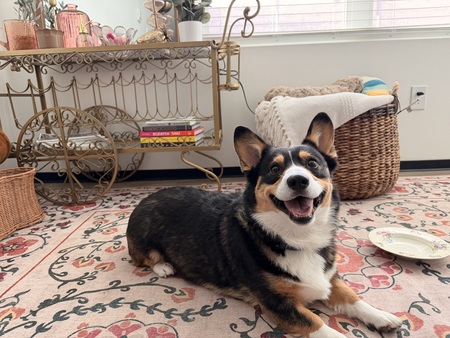 Entry image for Brody. Clicking this image will show a larger photo