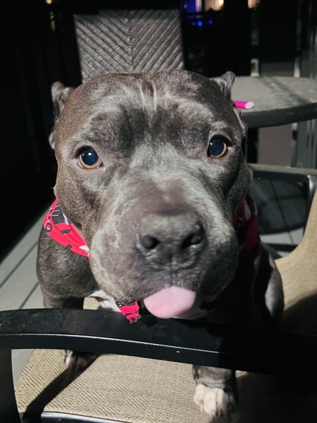 Entry image for Auggie. Clicking this image will show a larger photo