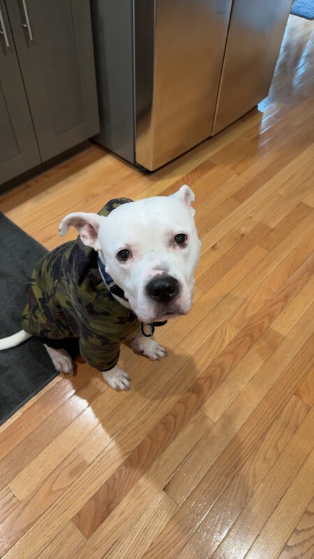 Entry image for Mr. Beef aka Beefy. Clicking this image will show a larger photo