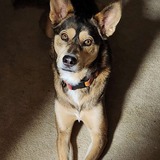 Entry image for Tempy