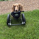 Entry image for Red Baron 