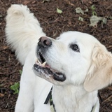 Entry image for Maisie