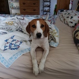 Entry image for Mace