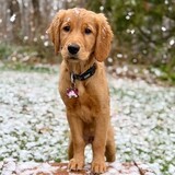 Entry image for Hazel