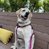 Entry image for Beula