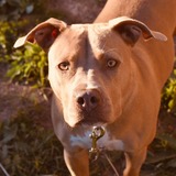 Entry image for Shelby 