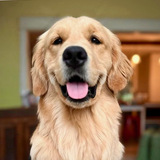 Entry image for Ozzie