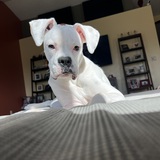 Entry image for Stella