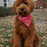 Entry image for Wits