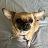 Entry image for Cheerio