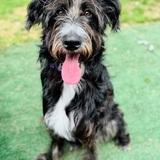 Entry image for Poppy