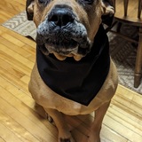 Entry image for Zeus