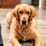 Entry image for Timber