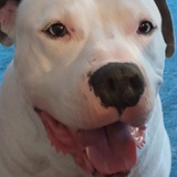 Entry image for Teddy