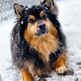 Entry image for Koda