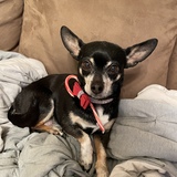 Entry image for Gracie