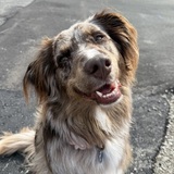 Entry image for Sansa