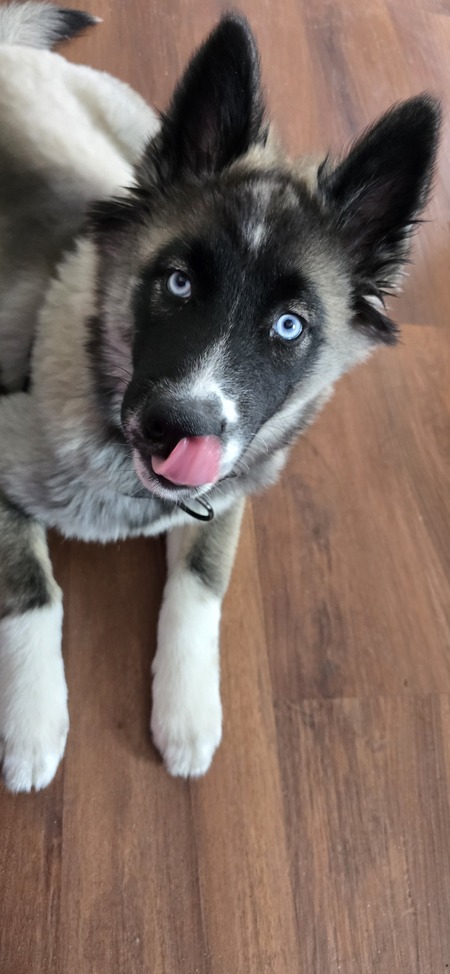 Entry image for Remington . Clicking this image will show a larger photo