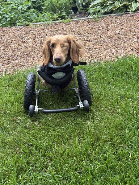 Entry image for Red Baron . Clicking this image will show a larger photo