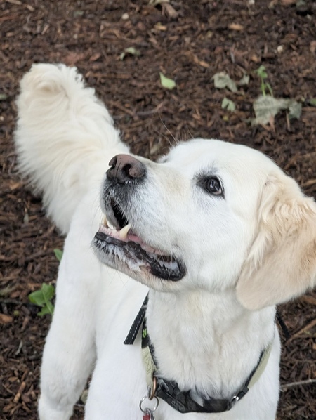 Entry image for Maisie. Clicking this image will show a larger photo